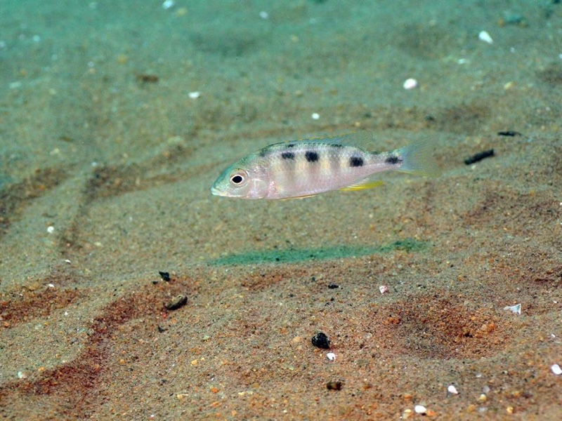 Mylochromis ericotaenia 'Malope'